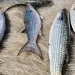 Pesca de tainha na modalidade arrasto de praia está suspensa